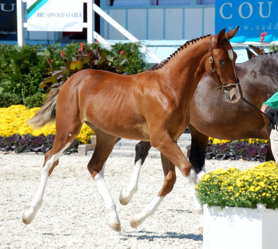 Emery_Hilfiger_Foal